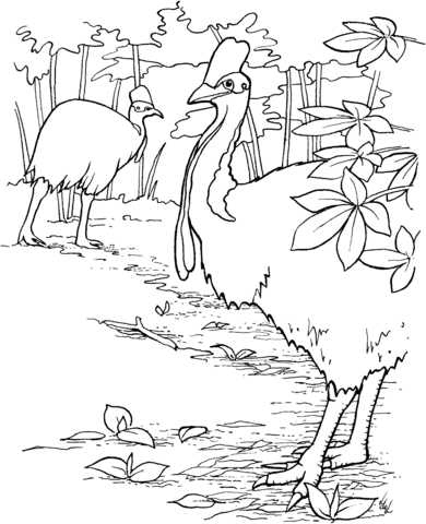 Double Wattled Cassowary Birds Coloring Page